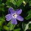 Periwinkle
