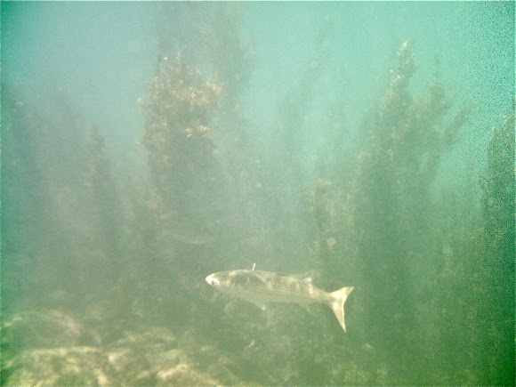 Spotting Image 1