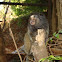 Common Marmoset