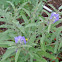 Silver-leaved Nightshade