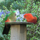 Australian King Parrots