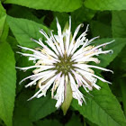 Wild Bergamot
