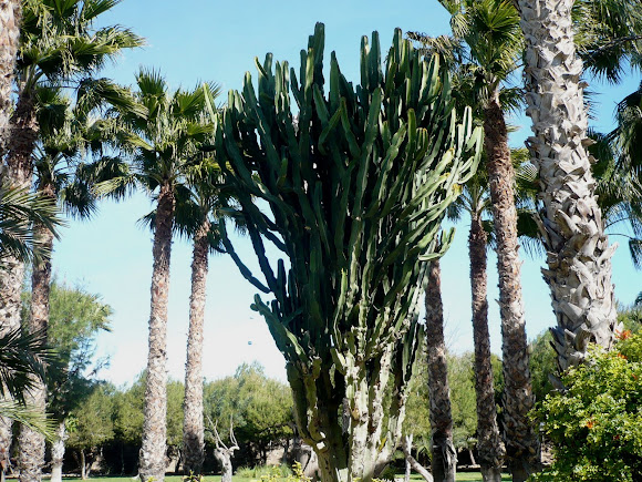 Spotting Image 1