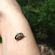 Calligrapha Leaf Beetle