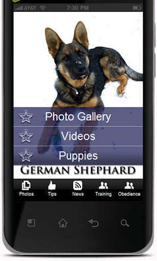 German Shepherd