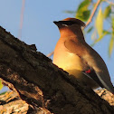 Cedar Waxwing