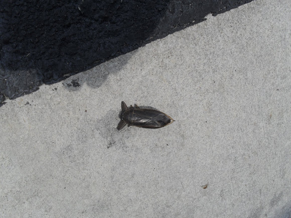 Spotting Image 1