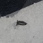 Giant water bug