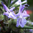 Rosemary, bloom