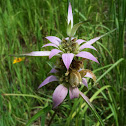 Lemon Beebalm