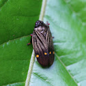Spittlebug