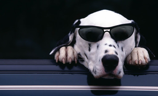 Gafas de sol para perros, protege a tu mascota de los rayos del sol