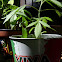 Domestic Marihuana