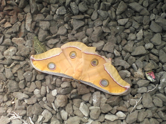 Spotting Image 1
