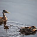 American Black Duck