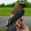 Cedar Waxwing