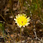 Desert dandelion