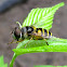 Transverse Flower Fly