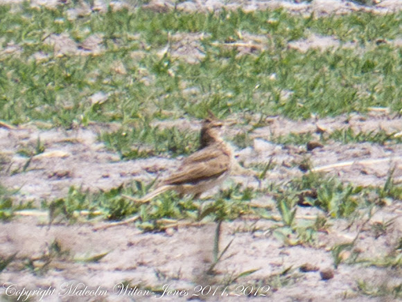 Spotting Image 1