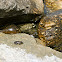Leopard Frog