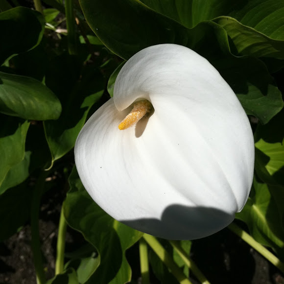 Spotting Image 1
