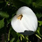 Calla Lily