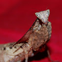 Boxer mantis