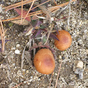 Cup Fungi