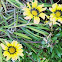 Gazania
