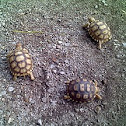 tortuga africana de espuelas