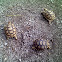 tortuga africana de espuelas