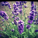 Lavendel