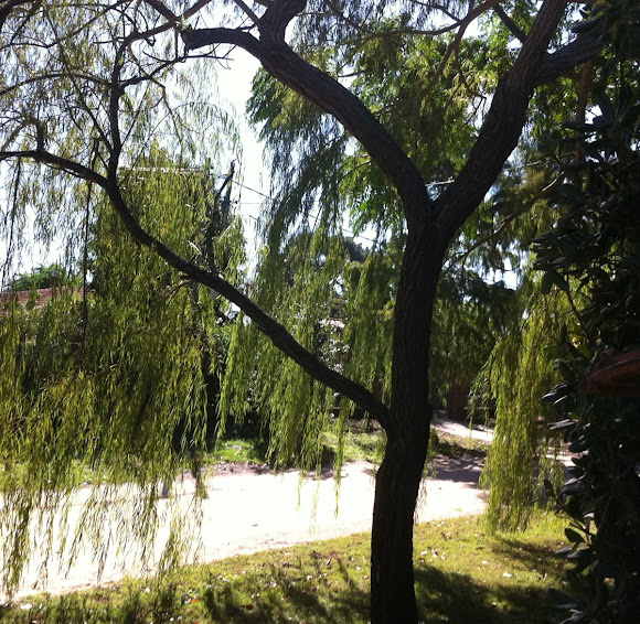 Spotting Image 1