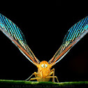 Derbid Planthopper