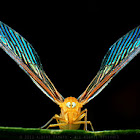 Derbid Planthopper