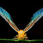 Derbid Planthopper