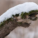 European Robin