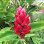 Red Ginger