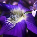 Common blue violet
