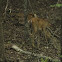 White Tailed Deer (Doe-Female)
