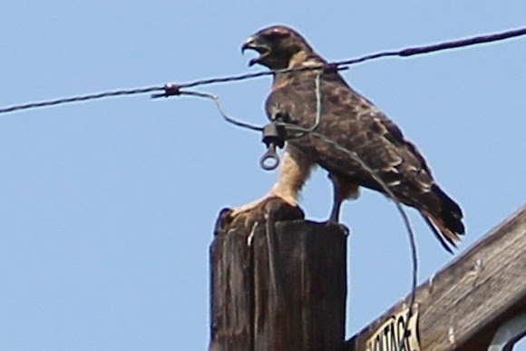 Spotting Image 1