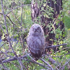 Tawny owl