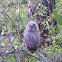 Tawny owl