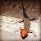 Broad-headed skink