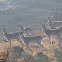 Fallow Deer