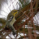 Blackburnian Warbler