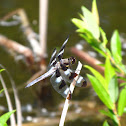 Twelve-spotted Skimmer