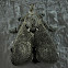 Grey Slug Moth