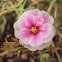Moss-rose