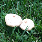 False parasol mushroom